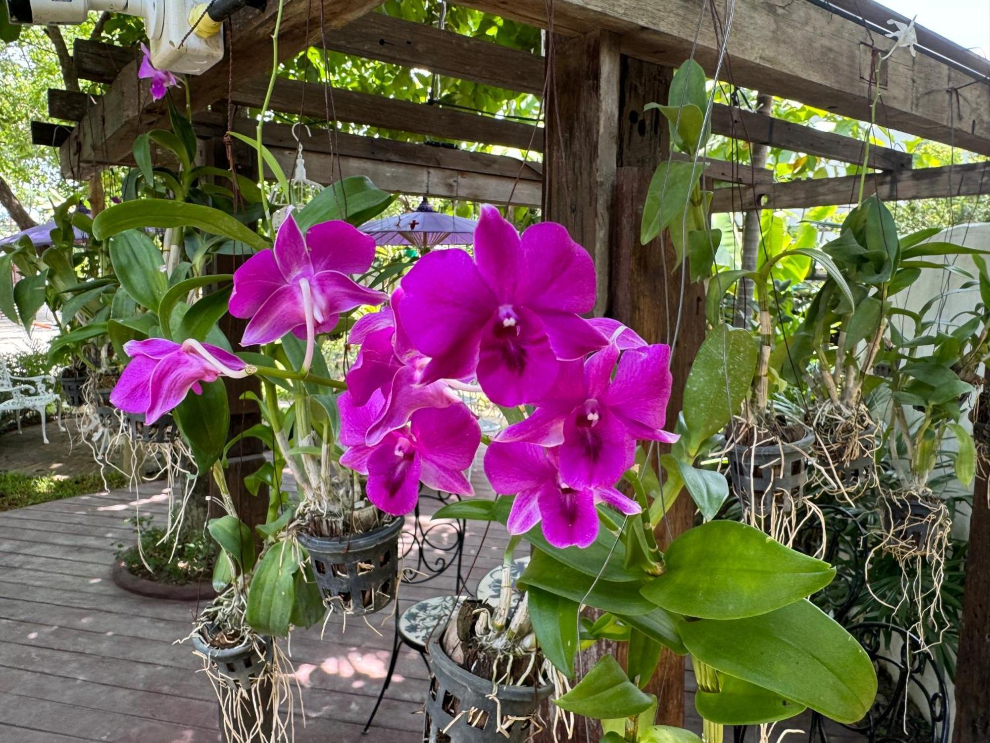 Chiang Mai Las Orquideas Resort Dış mekan fotoğraf