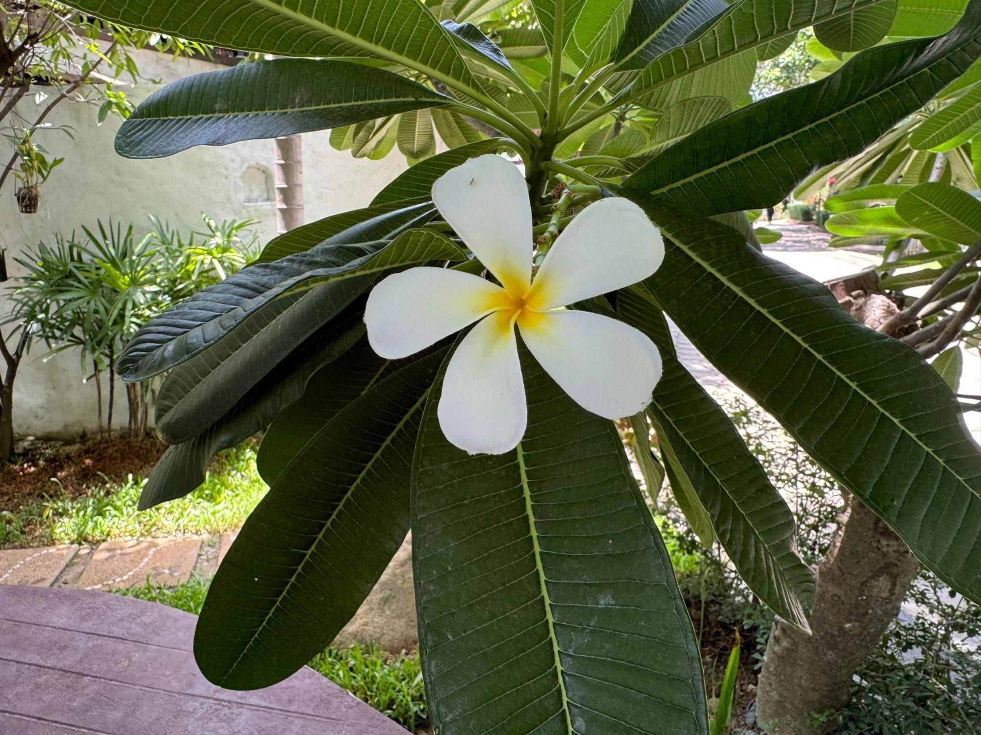 Chiang Mai Las Orquideas Resort Dış mekan fotoğraf