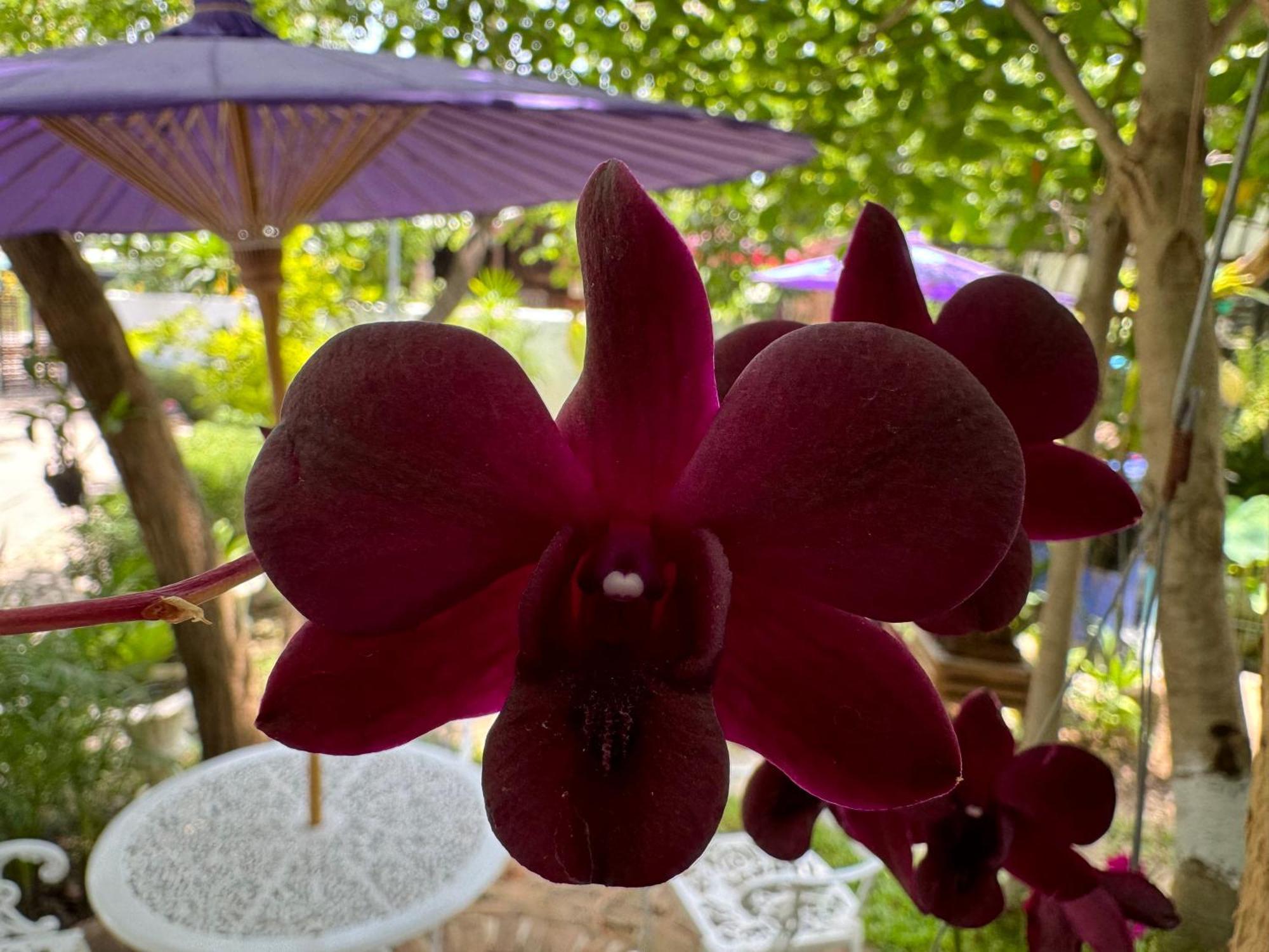 Chiang Mai Las Orquideas Resort Dış mekan fotoğraf
